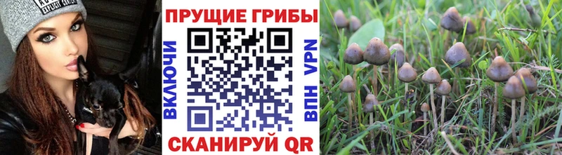 где продают   Поронайск  Галлюциногенные грибы Magic Shrooms 